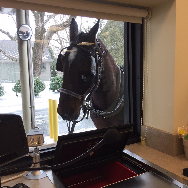 Horse at the bank drive-through